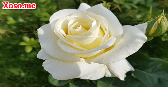 Giải mã giấc mơ thấy bông hồng trắng Giải mã giấc mơ thấy bông hồng trắng