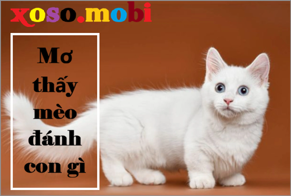 Điềm báo với giấc mơ thấy con mèo trắng