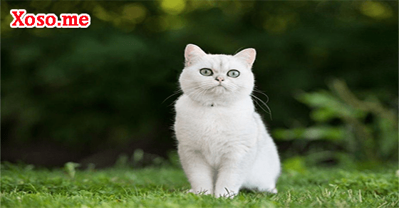 Điềm báo với giấc mơ thấy con mèo trắng Điềm báo với giấc mơ thấy con mèo trắng