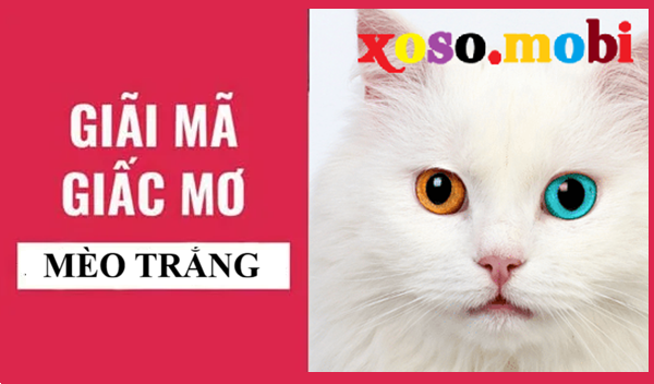 Khám phá giải mã thông điệp giấc mơ thấy mèo tráng có điềm gì