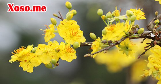 Giải mã giấc mơ thấy hoa mai Giải mã giấc mơ thấy hoa mai