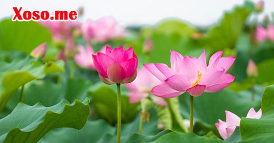 Giải mã nằm mơ thấy hoa sen Giải mã nằm mơ thấy hoa sen