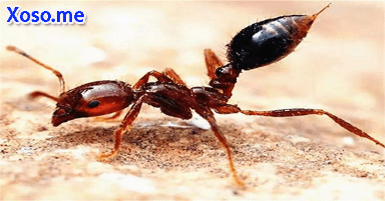 Ý nghĩa giấc mơ thấy kiến đốt