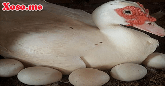 Vận may với giấc mơ trứng ngan