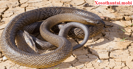 Điềm báo khi gặp rắn lột xác trong mơ