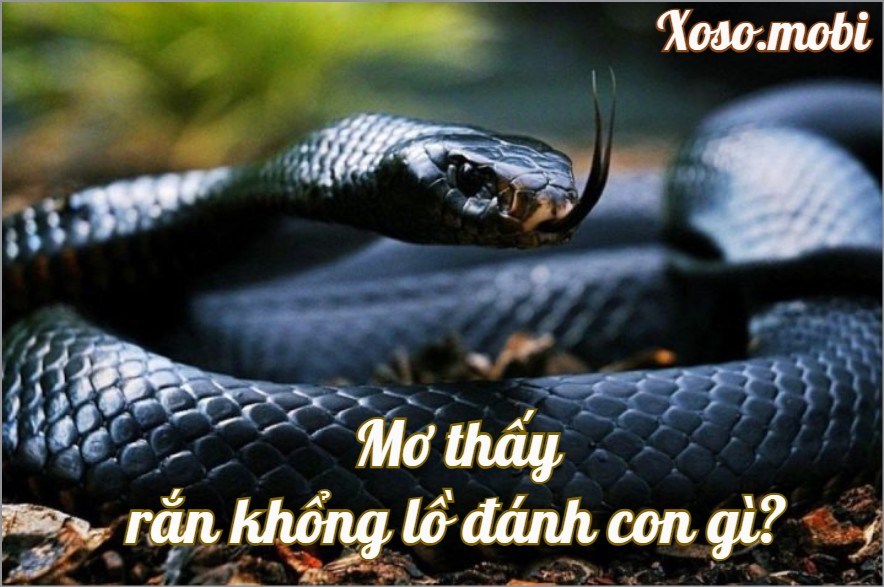 Giải mã điềm báo mơ thấy rắn không lồ đánh con gì may mắn