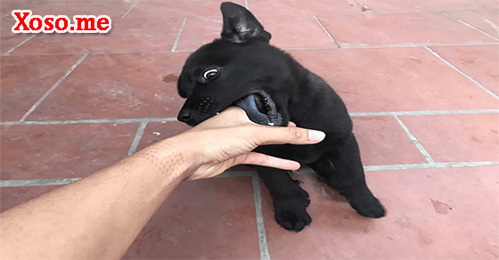 Điềm báo với giấc mơ thấy chó đen cắn Điềm báo với giấc mơ thấy chó đen cắn