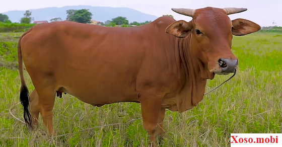 Giải mã giấc mơ thấy con bò điềm báo may hay rủi Giải mã giấc mơ thấy con bò điềm báo may hay rủi