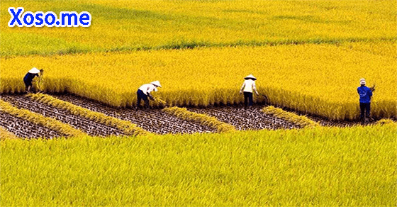 Ý nghĩa giấc mơ thấy gặt lúa