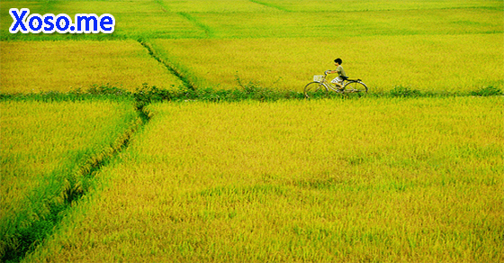 Công việc suôn sẻ với giấc mơ thấy thóc vàng