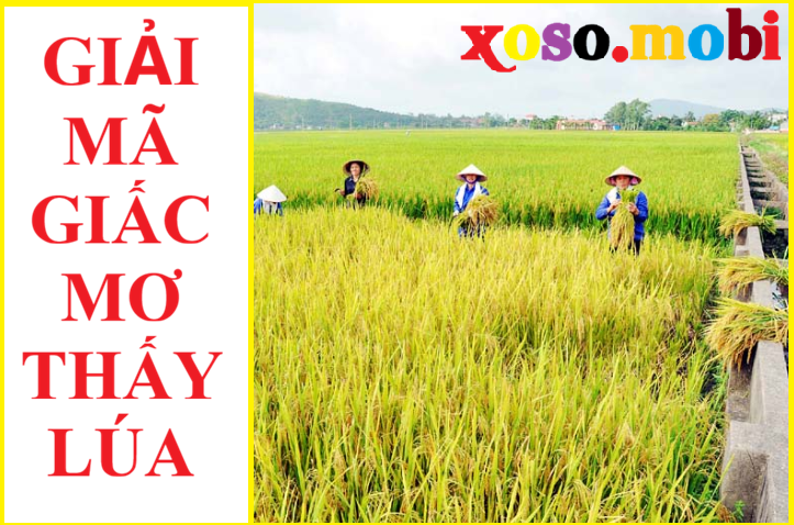 Điềm báo giấc mơ thấy lúa cần lưu ý gì? Điềm báo giấc mơ thấy lúa cần lưu ý gì?