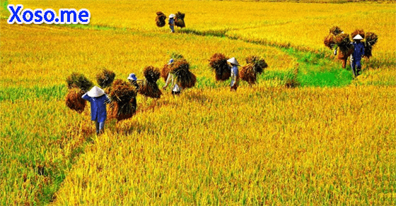 Điềm báo giấc mơ thấy ruộng lúa