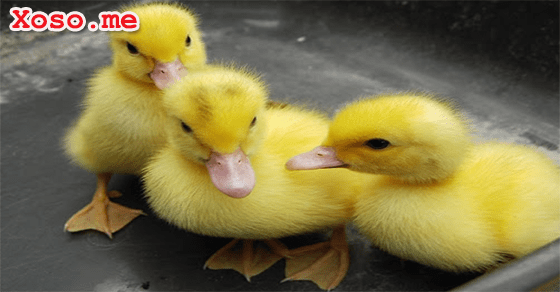 Điềm báo may mắn với giấc mơ thấy vịt con