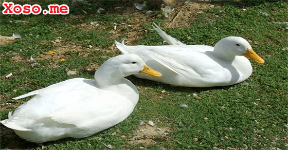 Ý nghĩa giấc mơ thấy vịt trắng
