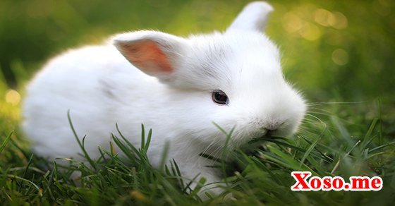 Mơ thấy thỏ trắng là gia đình có tin vui Mơ thấy thỏ trắng là gia đình có tin vui