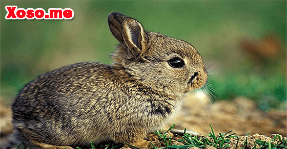 Vận may tài lộc với giấc mơ bắt thỏ rừng Vận may tài lộc với giấc mơ bắt thỏ rừng