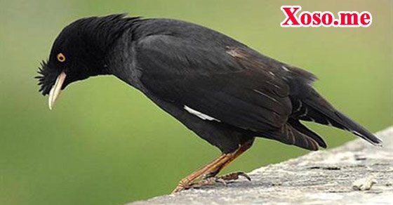 Mơ thấy chim sáo đen là bạn đang bị cám dỗ bởi điều sai trái