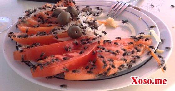 Ngủ mơ thấy con ruồi đậu vào thức ăn là điềm bệnh tật