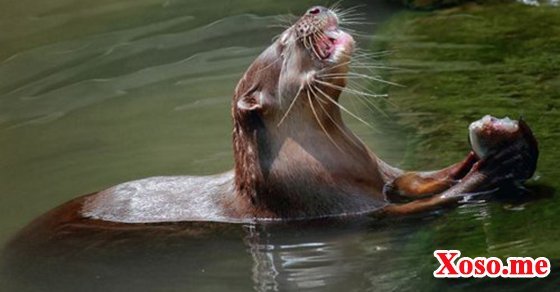 Chiêm bao thấy con rái cá săn mồi là bạn sẽ gặp sự thuận lợi trong công việc