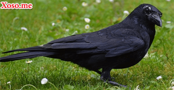 Vấn đề tài chính với giấc mơ thấy quạ đen