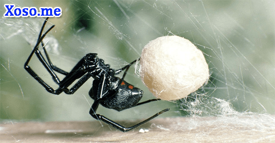 Giải mã giấc mơ thấy nhện đen