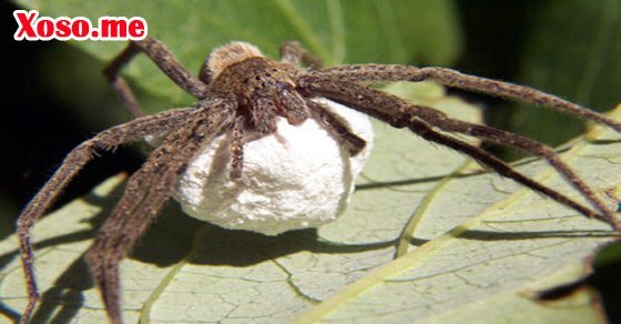 Ngủ mơ thấy con nhện mang trứng là điềm báo hỉ