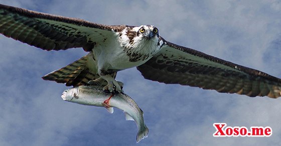 Ngủ mơ thấy chim ó săn mồi là điềm báo thành công trong sự nghiệp