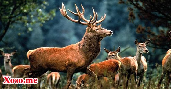 Mơ thấy con hươu có bộ sừng rất đẹp là được quý nhân hỗ trợ