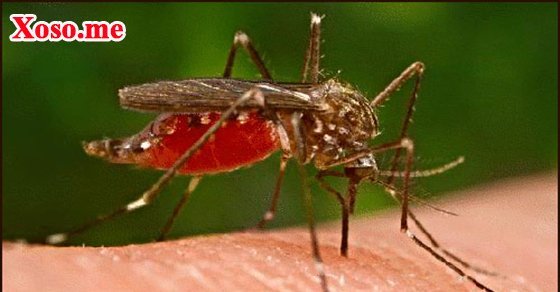 Nằm mơ thấy mình bị một con muỗi đốt là có người quyến rũ mình