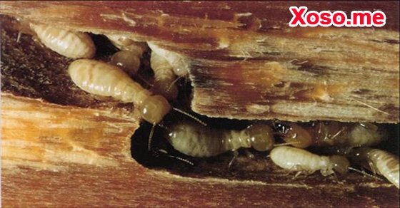 Nằm mơ thấy con mọt gỗ đang ăn gỗ là bạn đang cảm thấy áp lực Nằm mơ thấy con mọt gỗ đang ăn gỗ là bạn đang cảm thấy áp lực