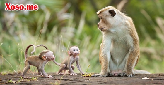 Mơ thấy con khỉ là cẩn thận kẻo bị người lừa Mơ thấy con khỉ là cẩn thận kẻo bị người lừa