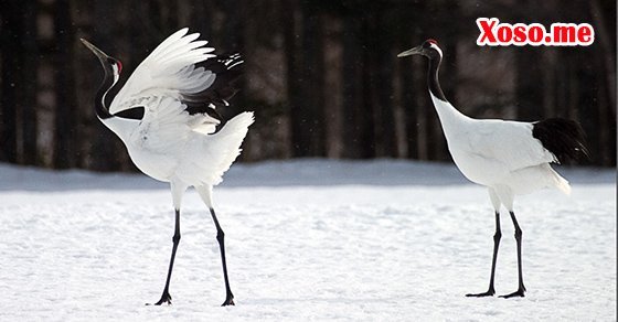 Mơ thấy con hạc bay là điềm báo được tài lộc Mơ thấy con hạc bay là điềm báo được tài lộc