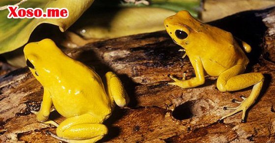 Mơ thấy ếch vàng là điềm may mắn Mơ thấy ếch vàng là điềm may mắn