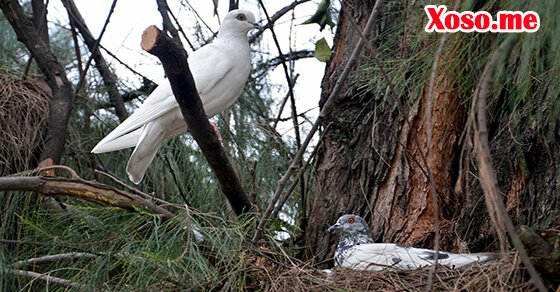 Mơ thấy đôi chim bồ câu xây tổ là điềm báo gia đình hạnh phúc