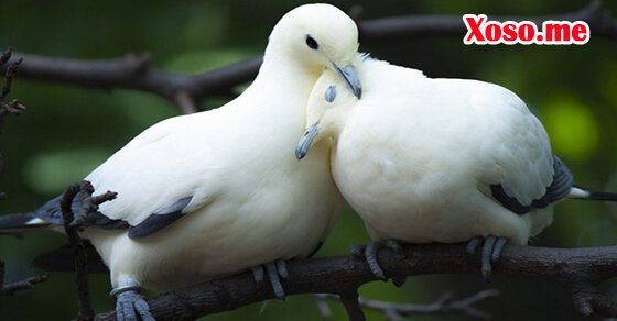 Mơ thấy đôi chim bồ câu đậu cạnh nhau là điềm báo lứa đôi hạnh phúc Mơ thấy đôi chim bồ câu đậu cạnh nhau là điềm báo lứa đôi hạnh phúc
