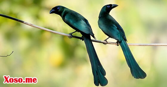 Mơ thấy một đôi chim khách là điềm báo hạnh phúc Mơ thấy một đôi chim khách là điềm báo hạnh phúc