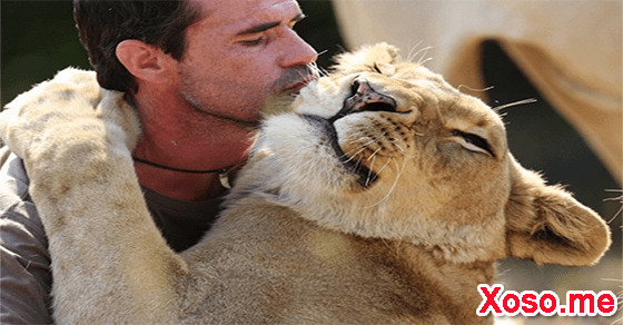 Ý nghĩa giấc mơ thấy vuốt ve sư tử