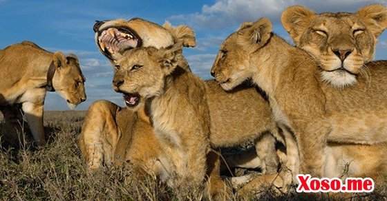 Mơ thấy đàn sư tử là thành công trong cuộc sống