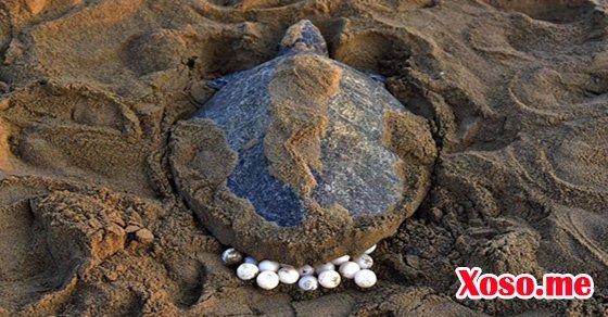 Mơ thấy rùa biển đẻ trứng là có điềm sinh nở