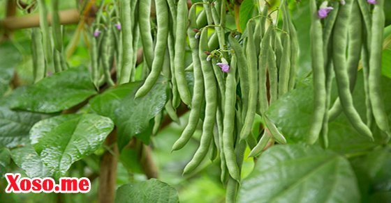 Mơ thấy trồng đỗ là có thành quả Mơ thấy trồng đỗ là có thành quả