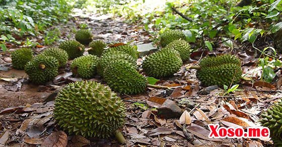 Mơ tháy quả rụng xuống chân mình là có tài lộc trong thời gian tới Mơ tháy quả rụng xuống chân mình là có tài lộc trong thời gian tới