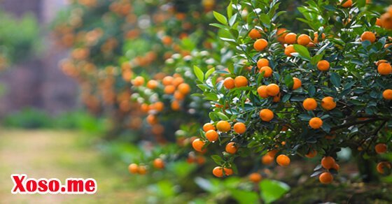 Mơ thấy cây quất sai trĩu quả là điềm báo có vụ làm ăn lớn Mơ thấy cây quất sai trĩu quả là điềm báo có vụ làm ăn lớn