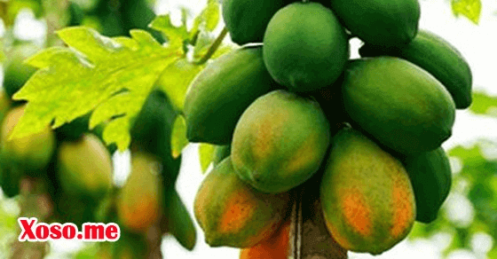 Mơ thấy cây đu đủ ra quả là điềm báo có tài lộc​