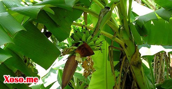 Mơ thấy cây chuối là có điềm báo tốt Mơ thấy cây chuối là có điềm báo tốt