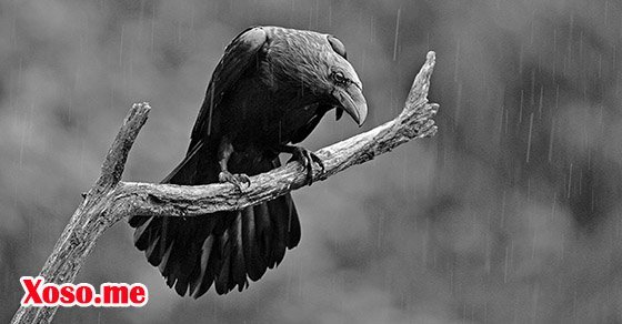 Mơ nghe tiếng quạ kêu là điềm túng rối