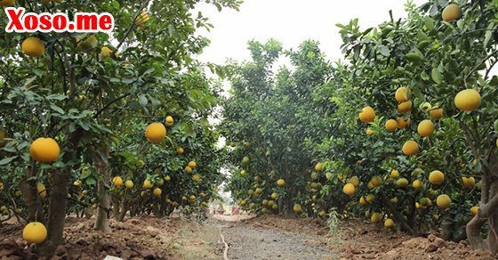 Mơ thấy vườn bưởi chín là có tài lộc về nhà