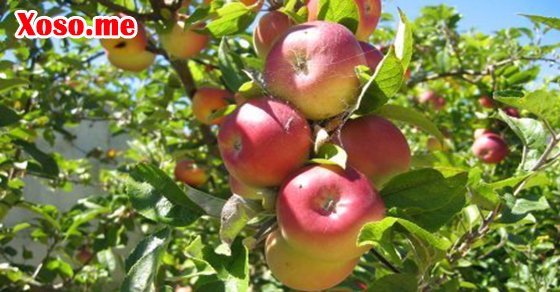 Mơ thấy quả chín đầu mùa là sắp giải quyết được mọi vấn đề