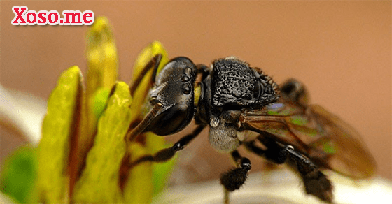 Đường tài lộc đến với giấc mơ ong ruồi