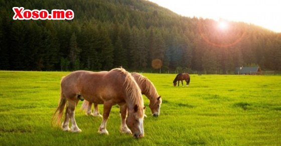 Mơ thấy ngựa ăn cỏ tươi là cuộc sống đầy đủ Mơ thấy ngựa ăn cỏ tươi là cuộc sống đầy đủ