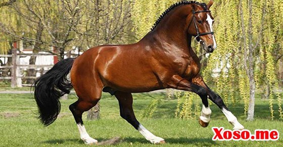 Mơ thấy ngựa đỏ là điềm báo thành công Mơ thấy ngựa đỏ là điềm báo thành công